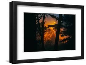 Sun in the Mist, Through the Trees, Oakland California-Vincent James-Framed Photographic Print