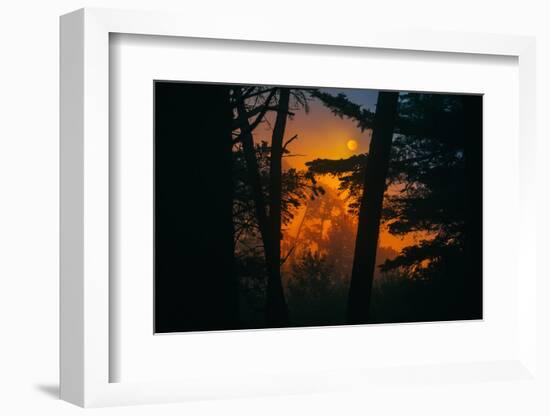 Sun in the Mist, Through the Trees, Oakland California-Vincent James-Framed Photographic Print