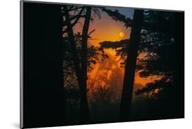 Sun in the Mist, Through the Trees, Oakland California-Vincent James-Mounted Photographic Print