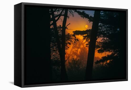 Sun in the Mist, Through the Trees, Oakland California-Vincent James-Framed Stretched Canvas