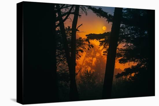Sun in the Mist, Through the Trees, Oakland California-Vincent James-Stretched Canvas