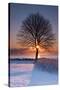 Sun In Tree-Michael Blanchette Photography-Stretched Canvas