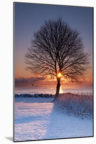 Sun In Tree-Michael Blanchette Photography-Mounted Photographic Print