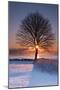 Sun In Tree-Michael Blanchette Photography-Mounted Photographic Print