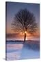 Sun In Tree-Michael Blanchette Photography-Stretched Canvas