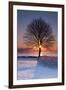 Sun In Tree-Michael Blanchette Photography-Framed Photographic Print