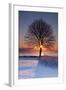 Sun In Tree-Michael Blanchette Photography-Framed Premium Photographic Print