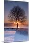 Sun In Tree-Michael Blanchette Photography-Mounted Premium Photographic Print