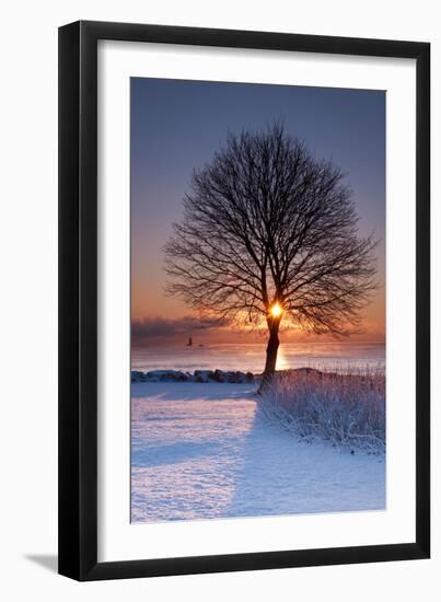 Sun In Tree-Michael Blanchette Photography-Framed Premium Photographic Print