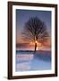 Sun In Tree-Michael Blanchette Photography-Framed Photographic Print