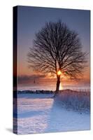 Sun In Tree-Michael Blanchette Photography-Stretched Canvas