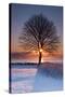 Sun In Tree-Michael Blanchette Photography-Stretched Canvas