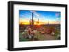 Sun is Setting between Saguaros, in Sonoran Desert.-Anton Foltin-Framed Photographic Print