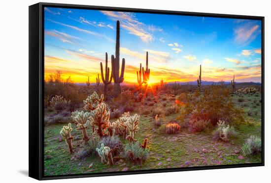 Sun is Setting between Saguaros, in Sonoran Desert.-Anton Foltin-Framed Stretched Canvas