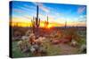Sun is Setting between Saguaros, in Sonoran Desert.-Anton Foltin-Stretched Canvas