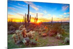 Sun is Setting between Saguaros, in Sonoran Desert.-Anton Foltin-Mounted Photographic Print