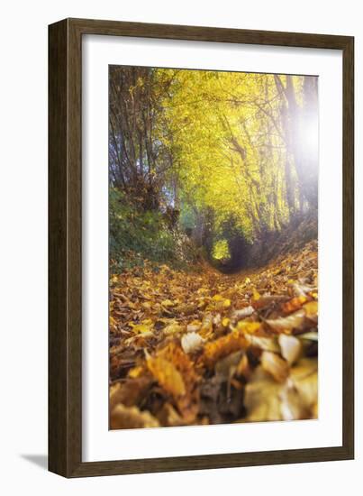 Sun Leaves-Viviane Fedieu Daniel-Framed Photographic Print