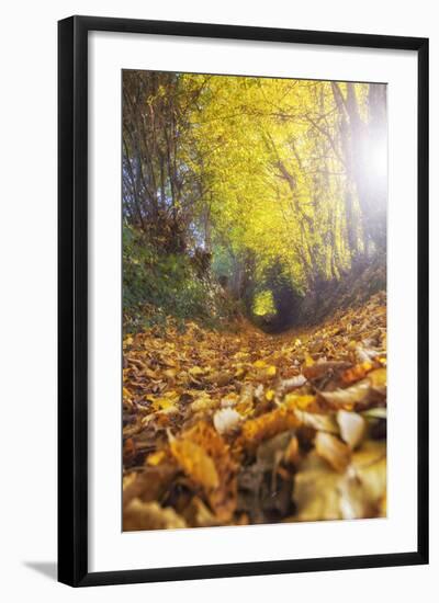 Sun Leaves-Viviane Fedieu Daniel-Framed Photographic Print