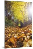 Sun Leaves-Viviane Fedieu Daniel-Mounted Photographic Print