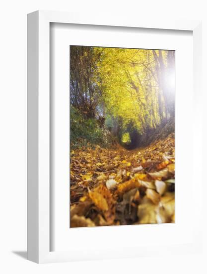 Sun Leaves-Viviane Fedieu Daniel-Framed Photographic Print