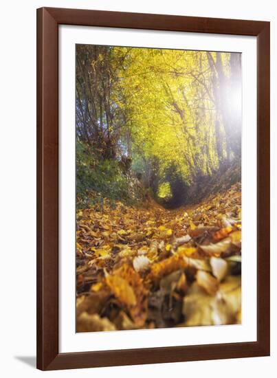 Sun Leaves-Viviane Fedieu Daniel-Framed Photographic Print