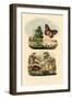 Sun Moth, 1833-39-null-Framed Giclee Print