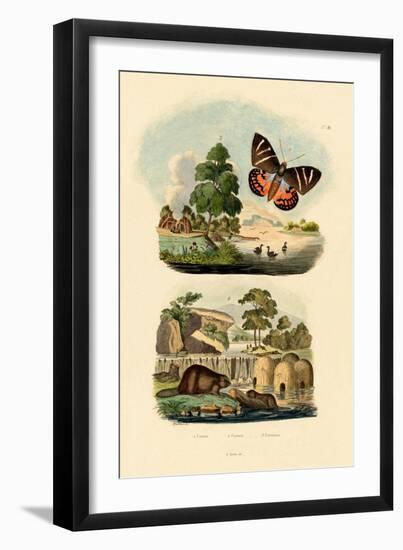 Sun Moth, 1833-39-null-Framed Giclee Print