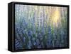 Sun Nuance-kirilstanchev-Framed Stretched Canvas