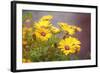 Sun of the Sun-Viviane Fedieu Daniel-Framed Photographic Print