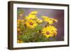 Sun of the Sun-Viviane Fedieu Daniel-Framed Photographic Print