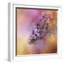 Sun on the Lilacs-Jai Johnson-Framed Giclee Print