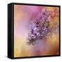 Sun on the Lilacs-Jai Johnson-Framed Stretched Canvas