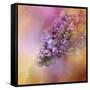 Sun on the Lilacs-Jai Johnson-Framed Stretched Canvas