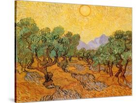 Sun over Olive Grove, 1889-Vincent van Gogh-Stretched Canvas