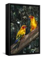 Sun Parakeets on Branch-DLILLC-Framed Stretched Canvas