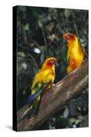 Sun Parakeets on Branch-DLILLC-Stretched Canvas