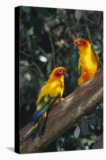 Sun Parakeets on Branch-DLILLC-Stretched Canvas