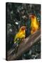 Sun Parakeets on Branch-DLILLC-Stretched Canvas