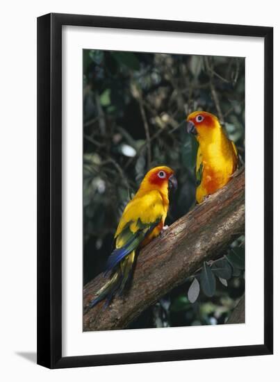 Sun Parakeets on Branch-DLILLC-Framed Premium Photographic Print