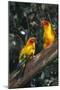 Sun Parakeets on Branch-DLILLC-Mounted Premium Photographic Print