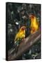 Sun Parakeets on Branch-DLILLC-Framed Stretched Canvas