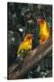 Sun Parakeets on Branch-DLILLC-Stretched Canvas
