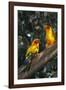 Sun Parakeets on Branch-DLILLC-Framed Photographic Print