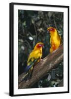 Sun Parakeets on Branch-DLILLC-Framed Photographic Print