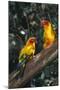 Sun Parakeets on Branch-DLILLC-Mounted Photographic Print