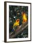 Sun Parakeets on Branch-DLILLC-Framed Photographic Print