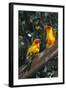 Sun Parakeets on Branch-DLILLC-Framed Photographic Print