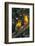 Sun Parakeets on Branch-DLILLC-Framed Photographic Print