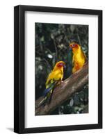 Sun Parakeets on Branch-DLILLC-Framed Photographic Print