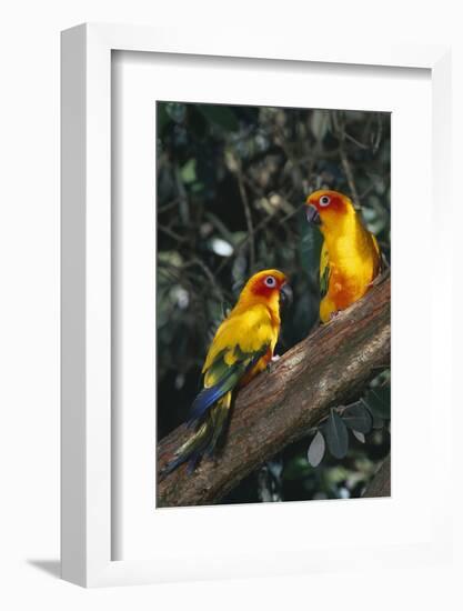Sun Parakeets on Branch-DLILLC-Framed Photographic Print